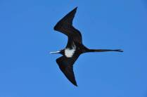 Fragatas nos acompanham na viagem entre as ilhas de Santa Cruz e Santiago, em Galápagos